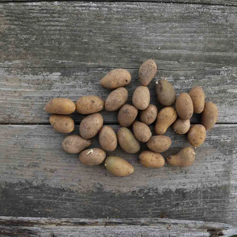 Pomme De Terre Gourmandine