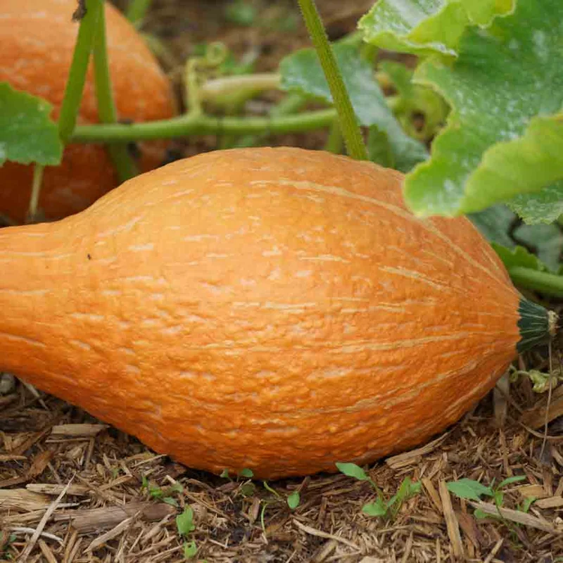 Potiron Golden Hubbard