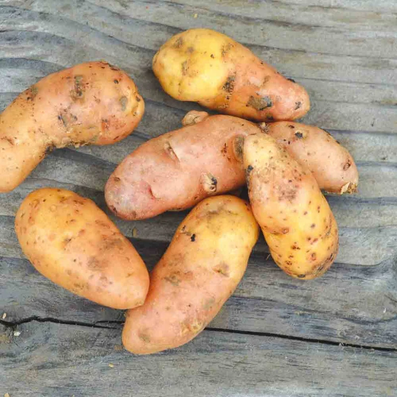 Pomme De Terre Corne De Gatte (Ou Pink Fire Apple)