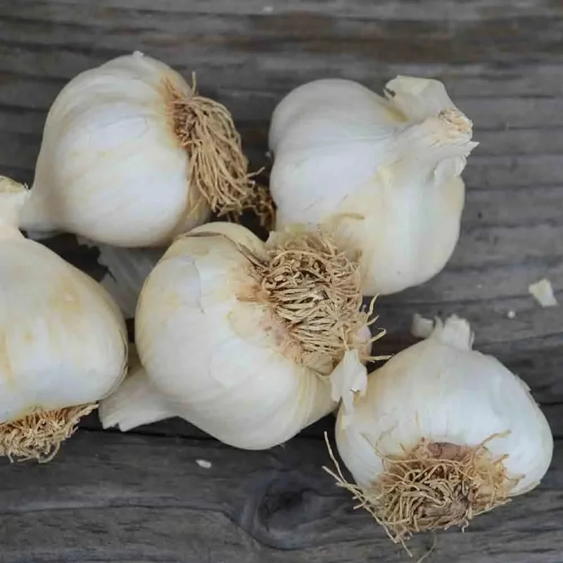 Ail Rose A Baton Flavor