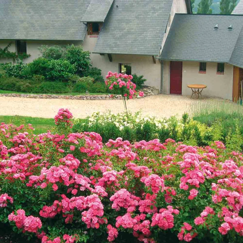 Rosier Eméra, Decorosier® - Couvre-sol