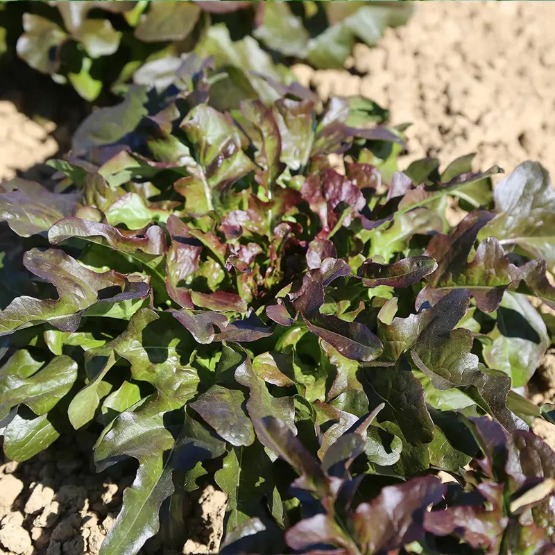 Laitue Celtuce Hongyeyoumai