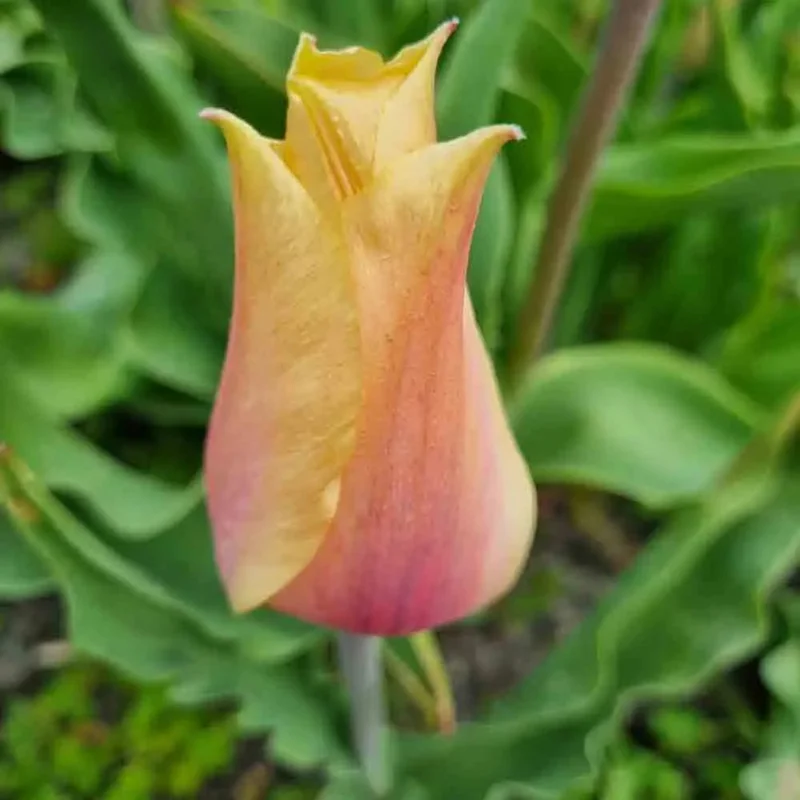 Tulipe Blushing Lady