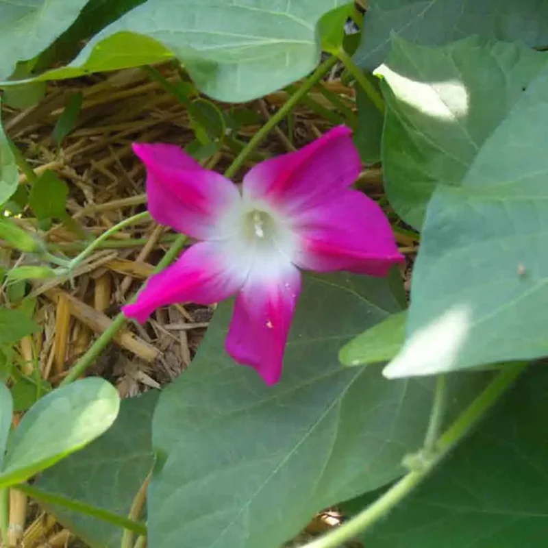 Ipomee Split Of Personality