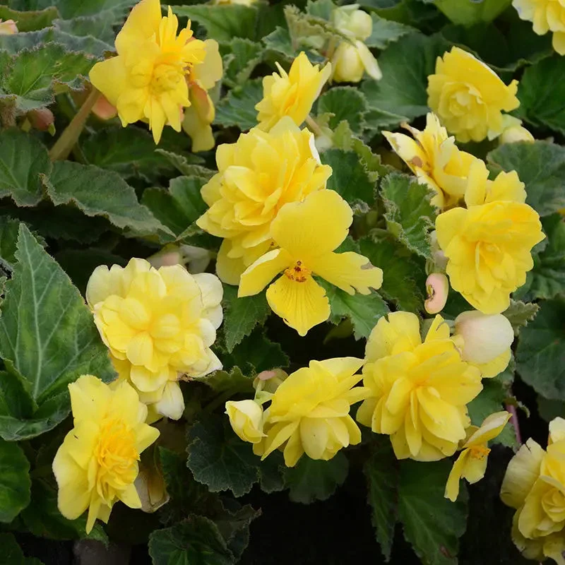 Bégonia Jaune Cascade