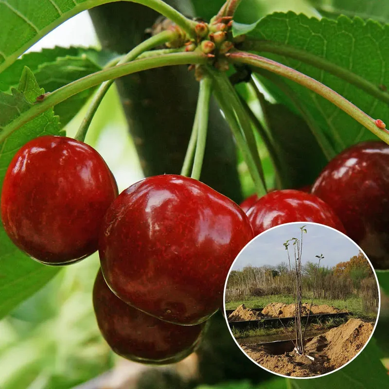 Cerisier Bigarreau Hâtif Burlat