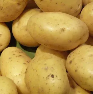 Pomme De Terre Monalisa Ab