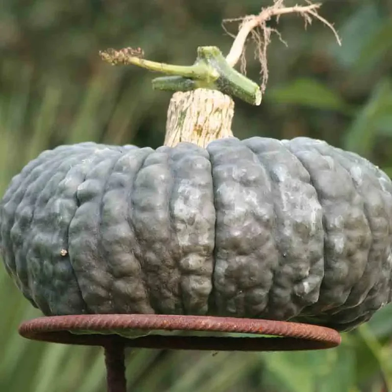 Potiron Marina Di Chioggia