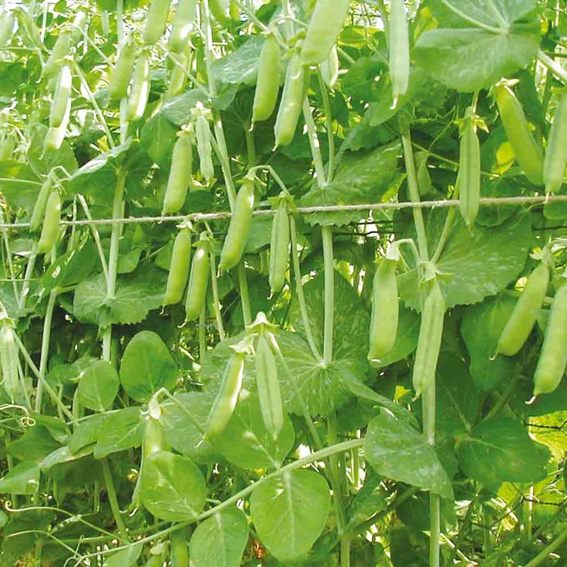 Pois Demi-ramant Senateur Grain Ride A Ecosser