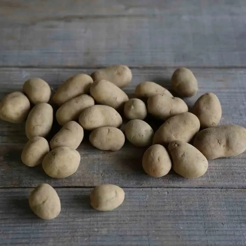 Pomme De Terre Emeraude