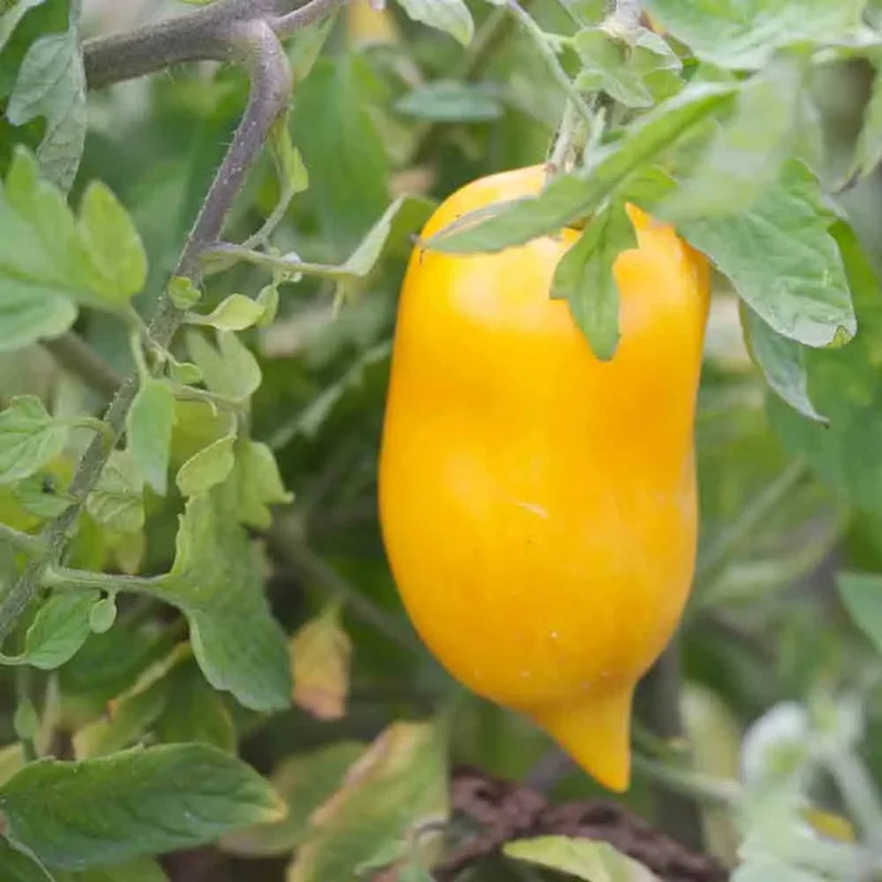 Tomate Poivron Jaune