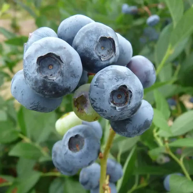 Myrtillier Arbustif