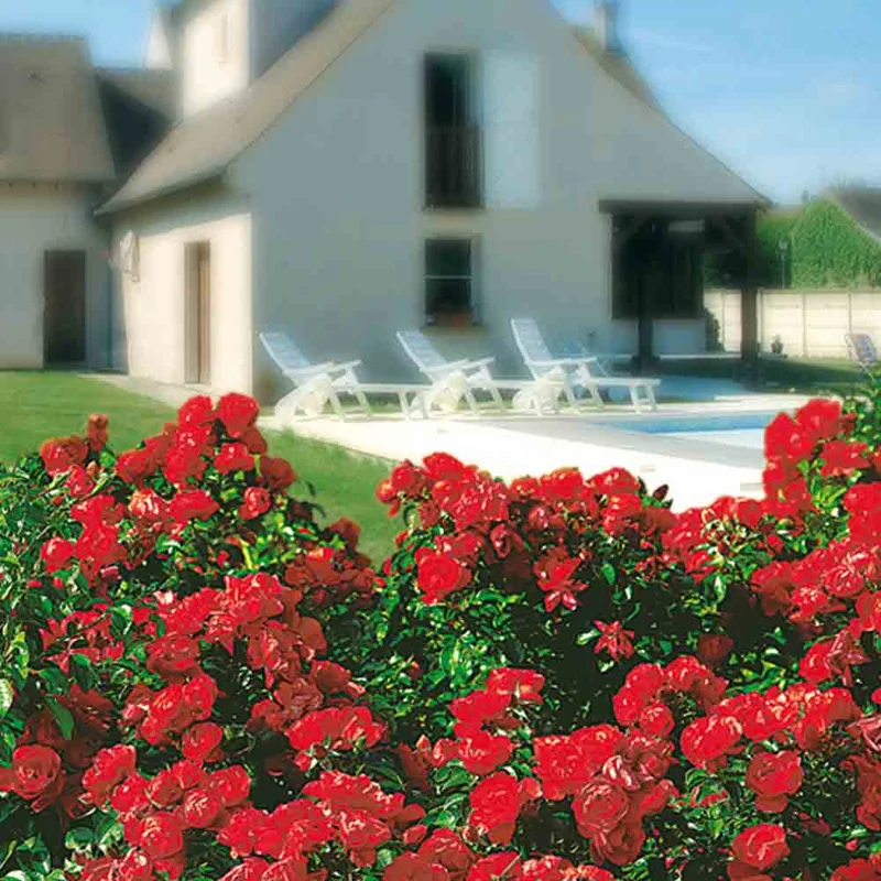 Rosier Kadora, Decorosier® - Couvre-sol