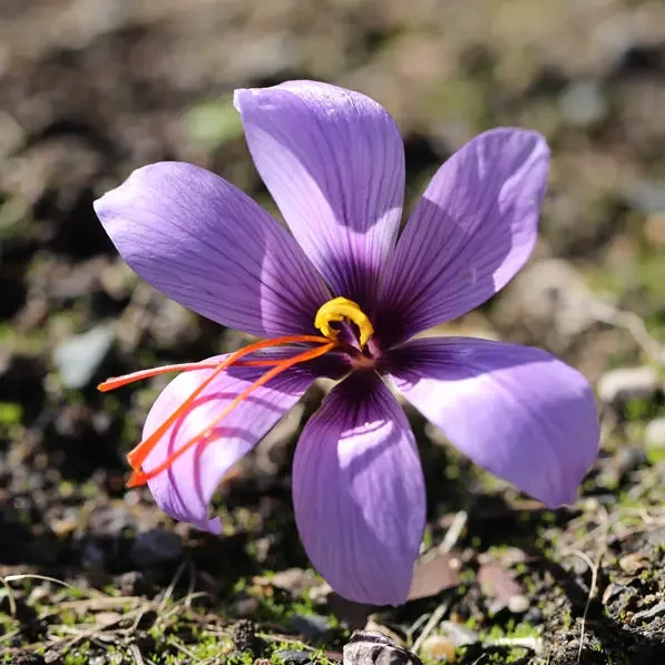 Crocus Sativus - Bulbe A Safran