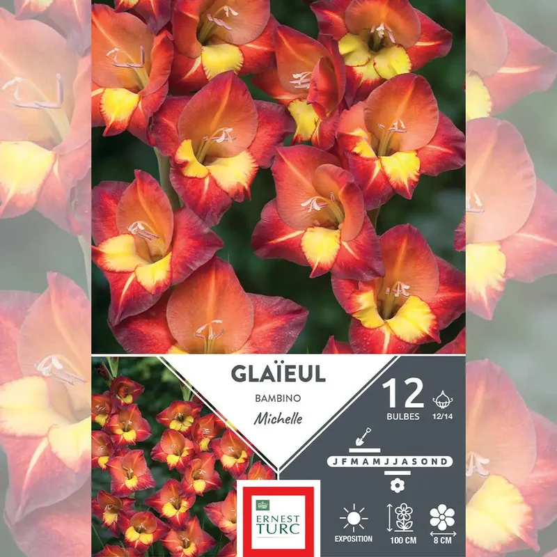 Glaïeul Bambino Michelle
