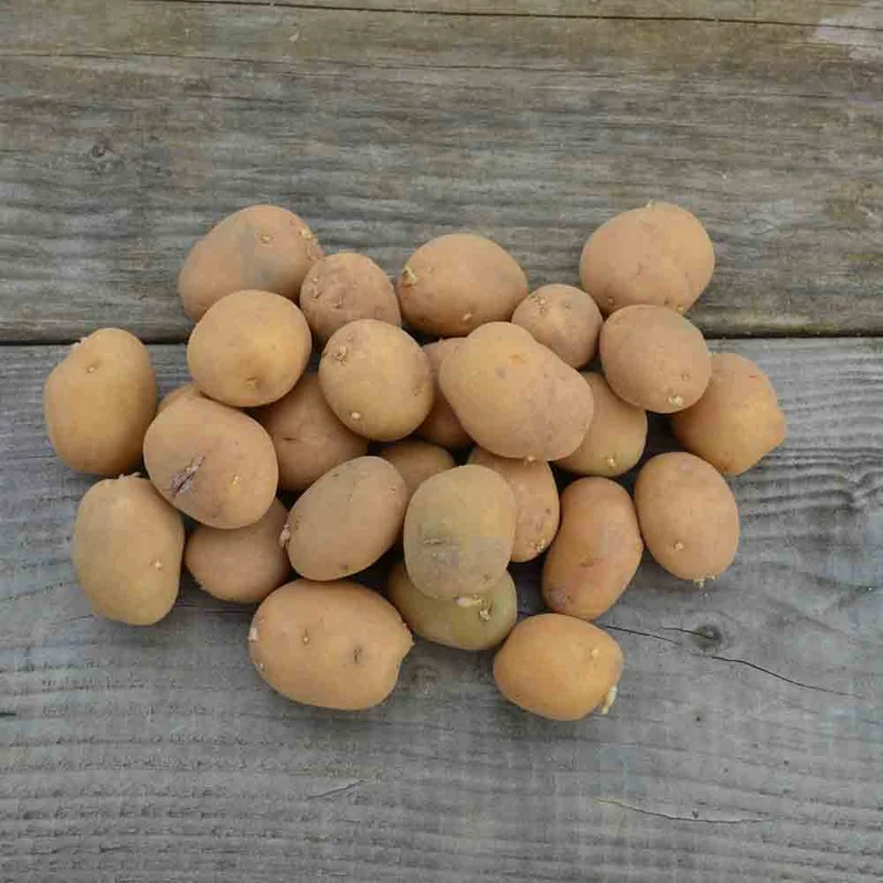 Pomme De Terre Sirtema