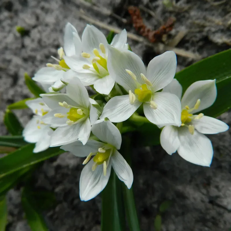 Ornithogalum Balansae White Trophy