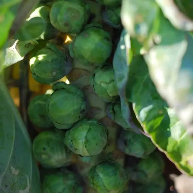 Chou De Bruxelles De Rosny