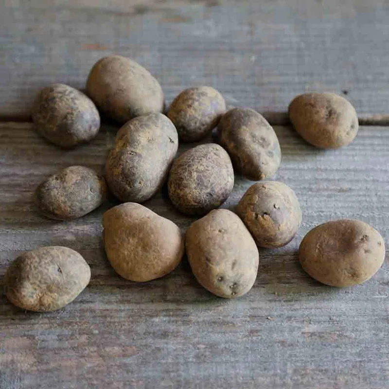 Pomme De Terre Ulysse