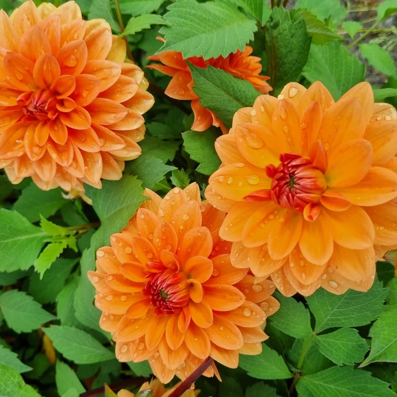 Dahlia Decoratif Summerflame