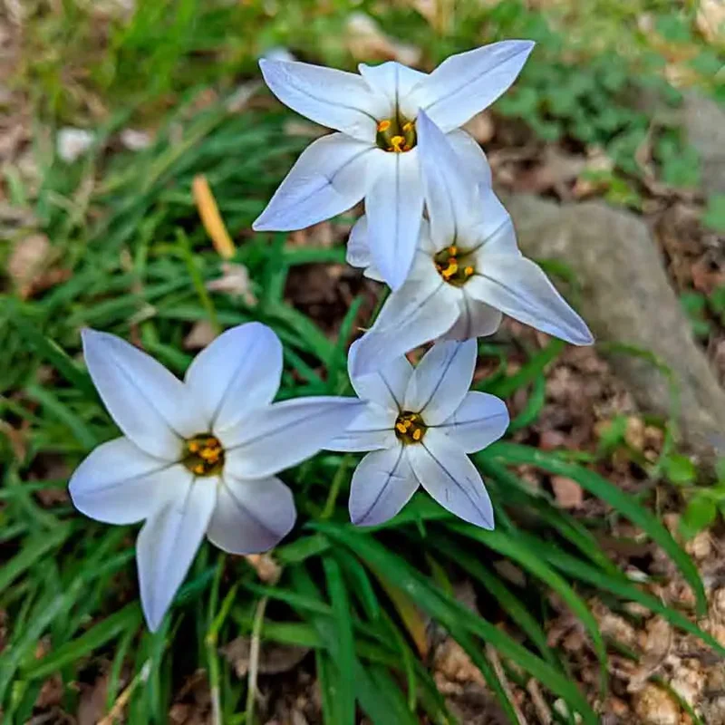 Ipheion Uniflorum