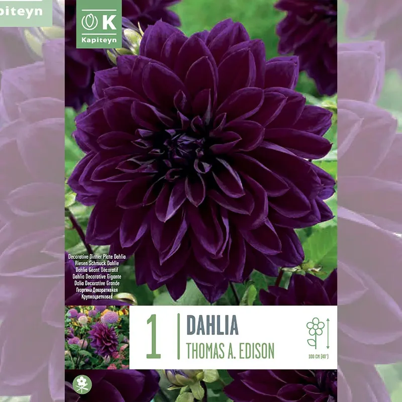 Dahlia Thomas A. Edison