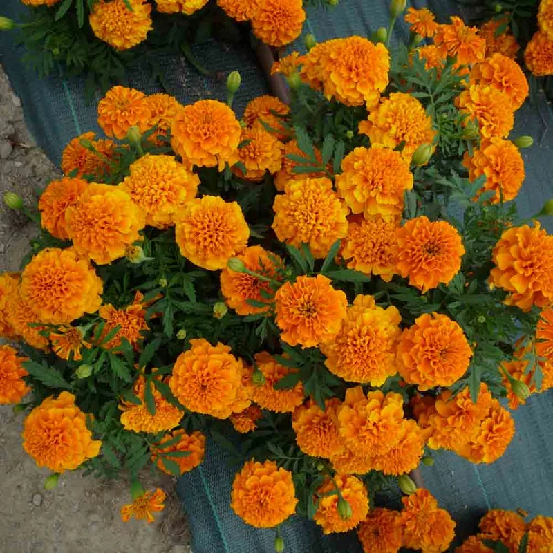 Oeillet D'inde Ou Tagetes Erecta
