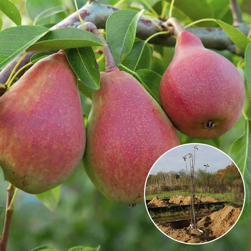 Poirier Williams Rouge