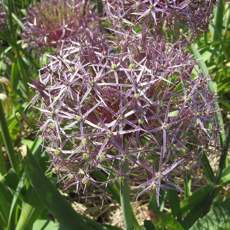 Allium Christophii