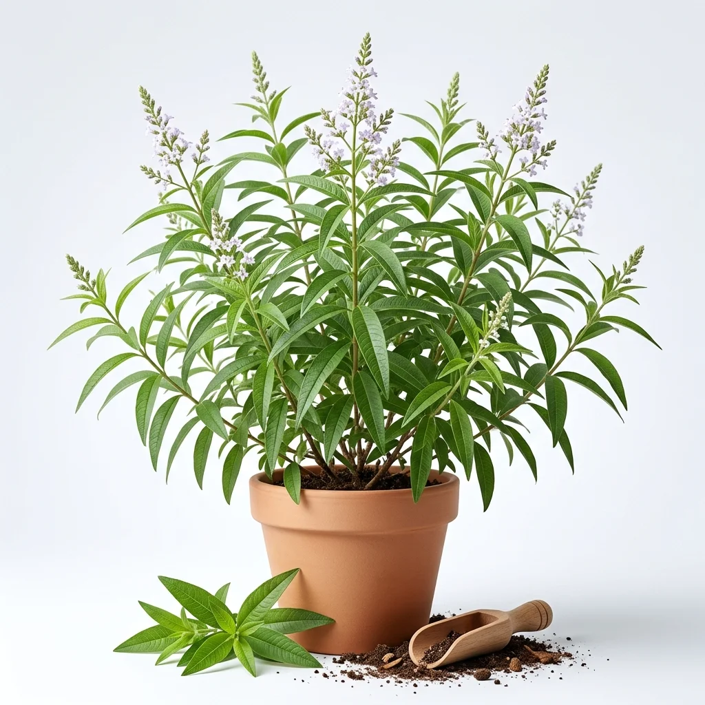 Verveine Citronnelle