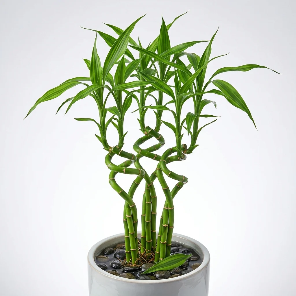 Lucky Bamboo