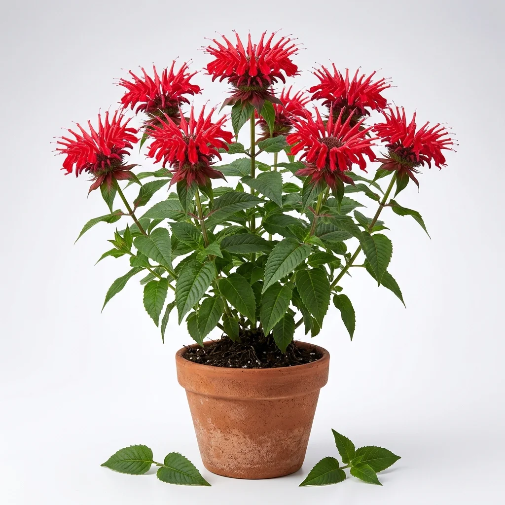 Monarde didyma 'Fireball'