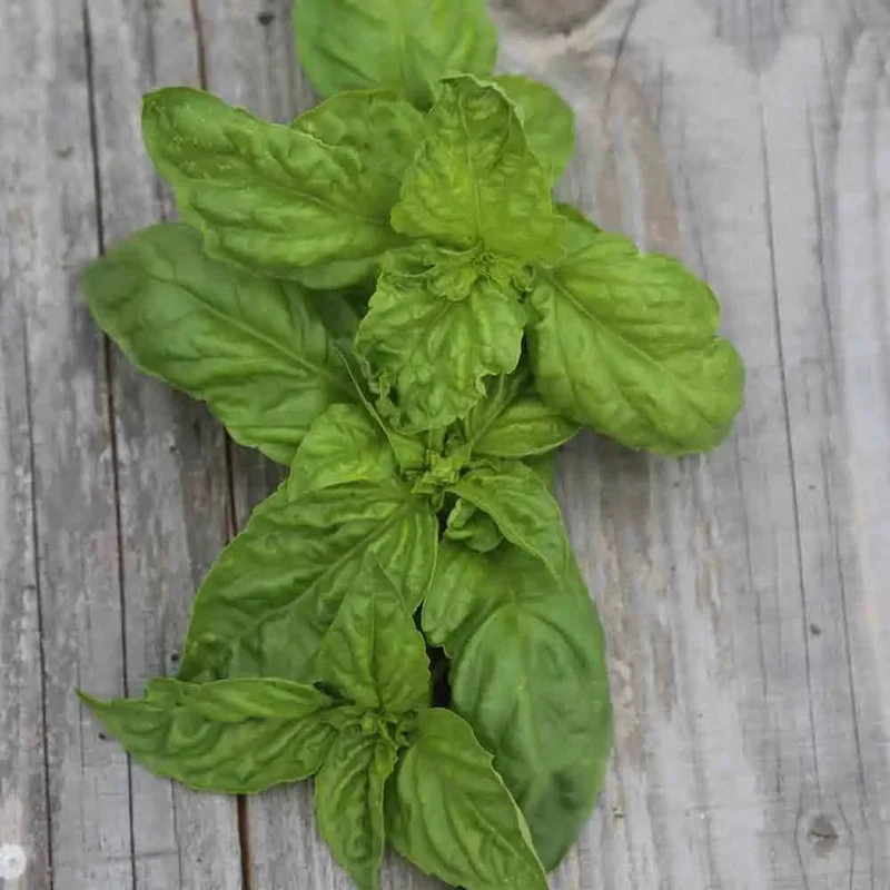 Basilic Geant Monstrueux Mammouth