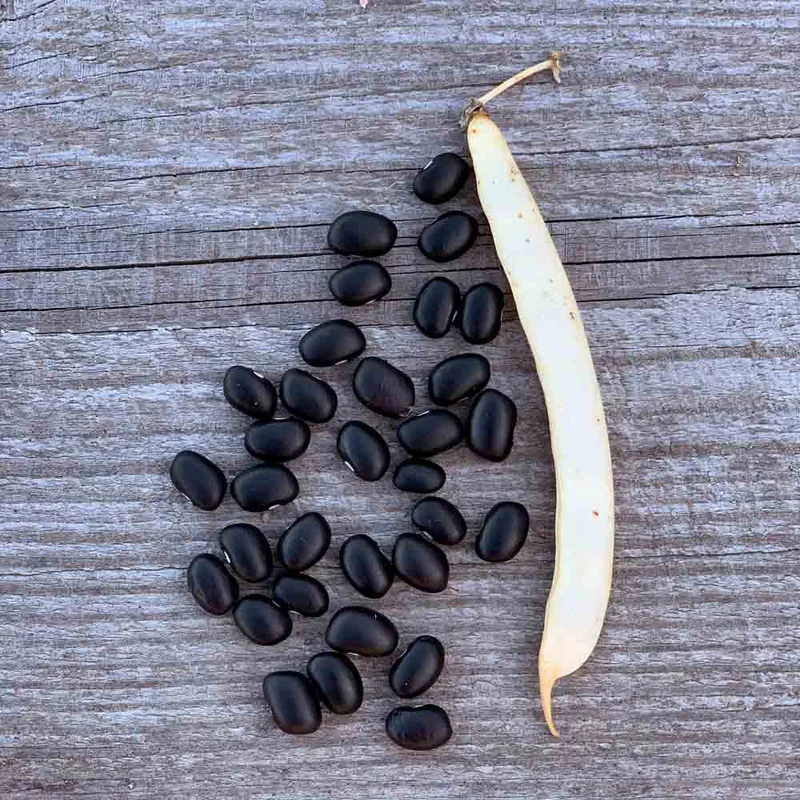 Haricot Nain Black Turtle A Ecosser