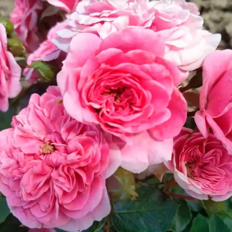 Rosier Comestible Birthday Rose