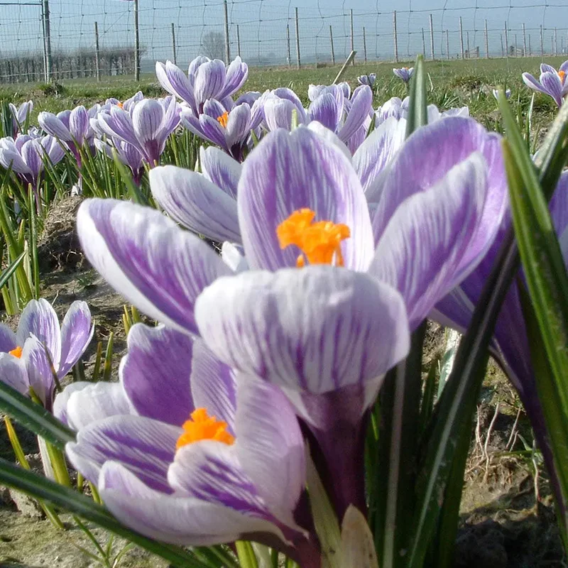 Crocus C. Vernus 'king Of The Striped'