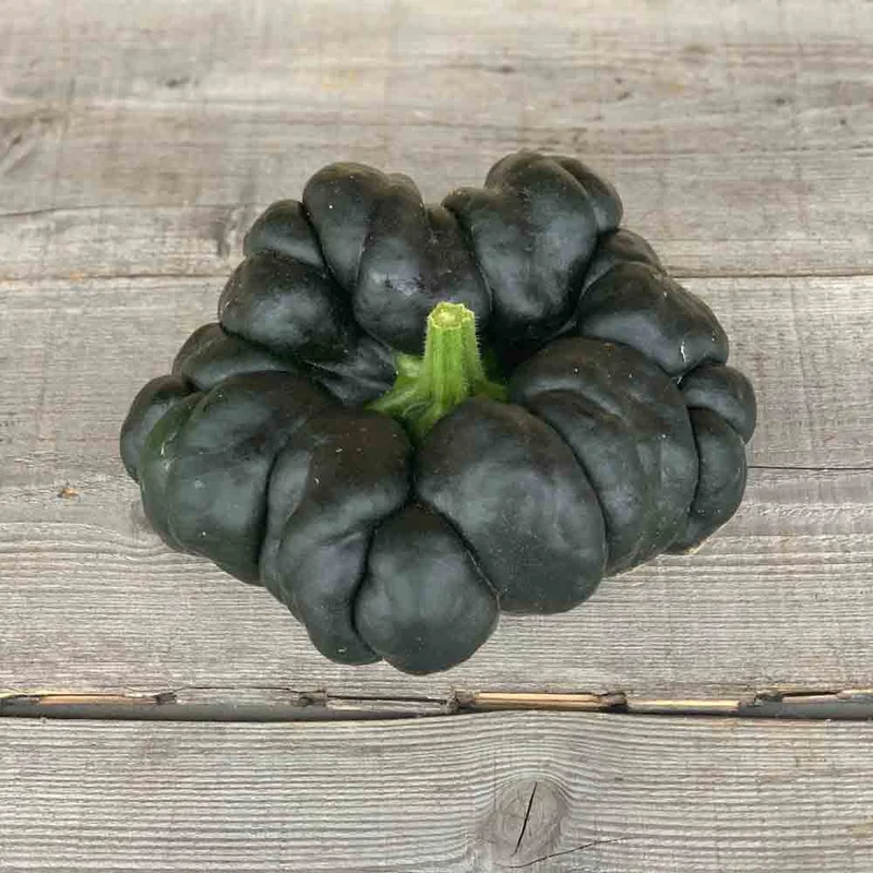 Courge Musquee Heipijiangbinggua