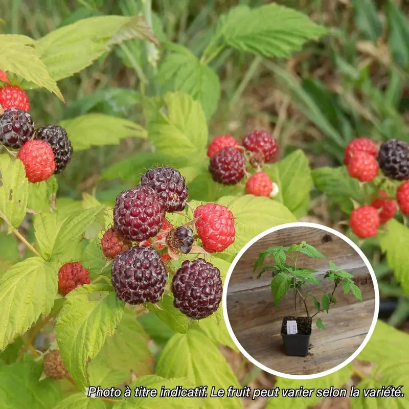 Framboisier Noir Jewel