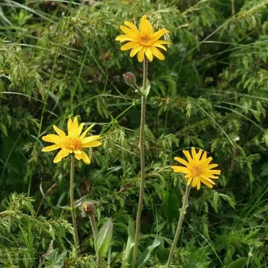 Arnica