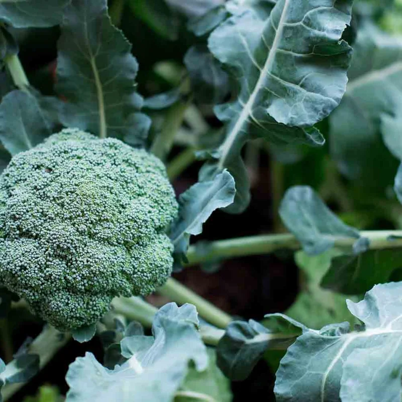Chou Brocoli Rasmus