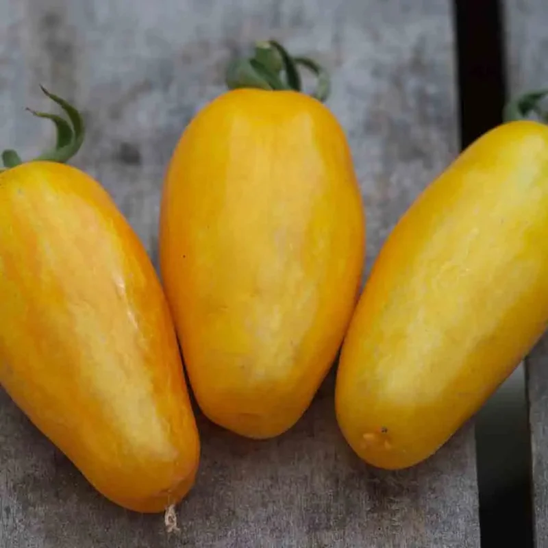 Tomate Banana Legs