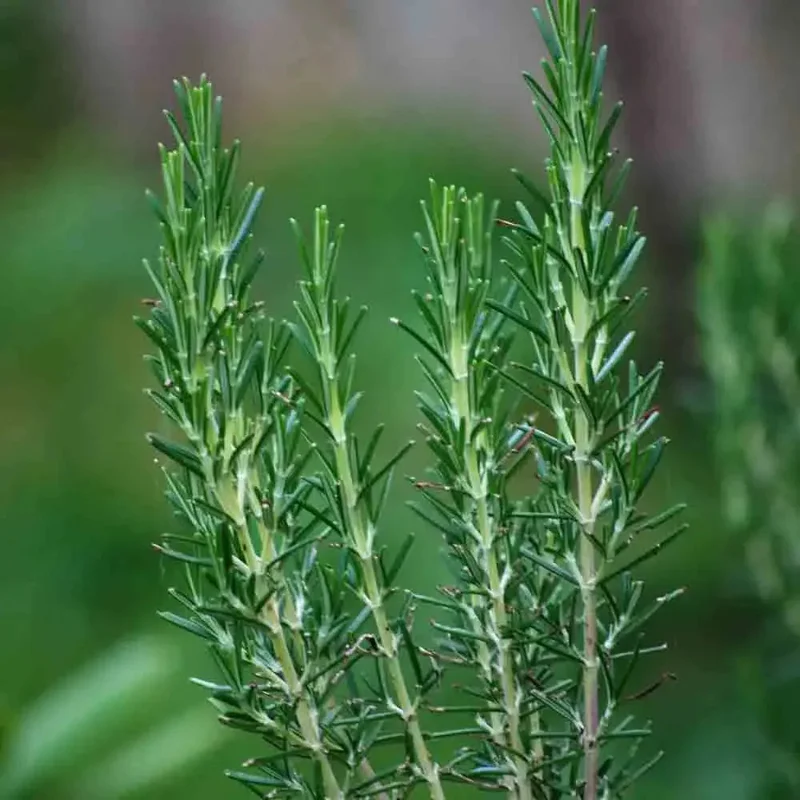 Romarin