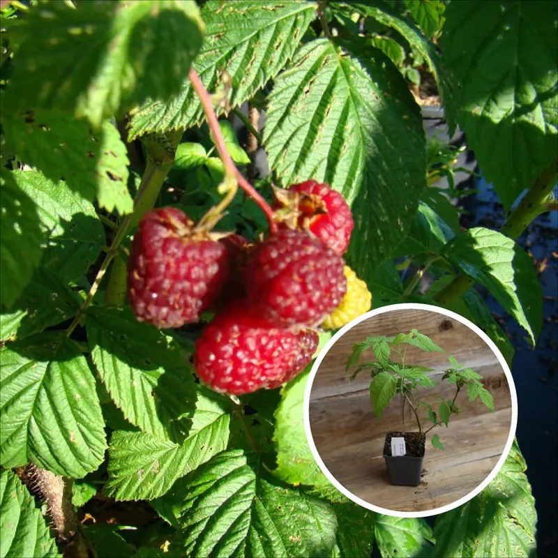 Framboisier Rouge Willamette