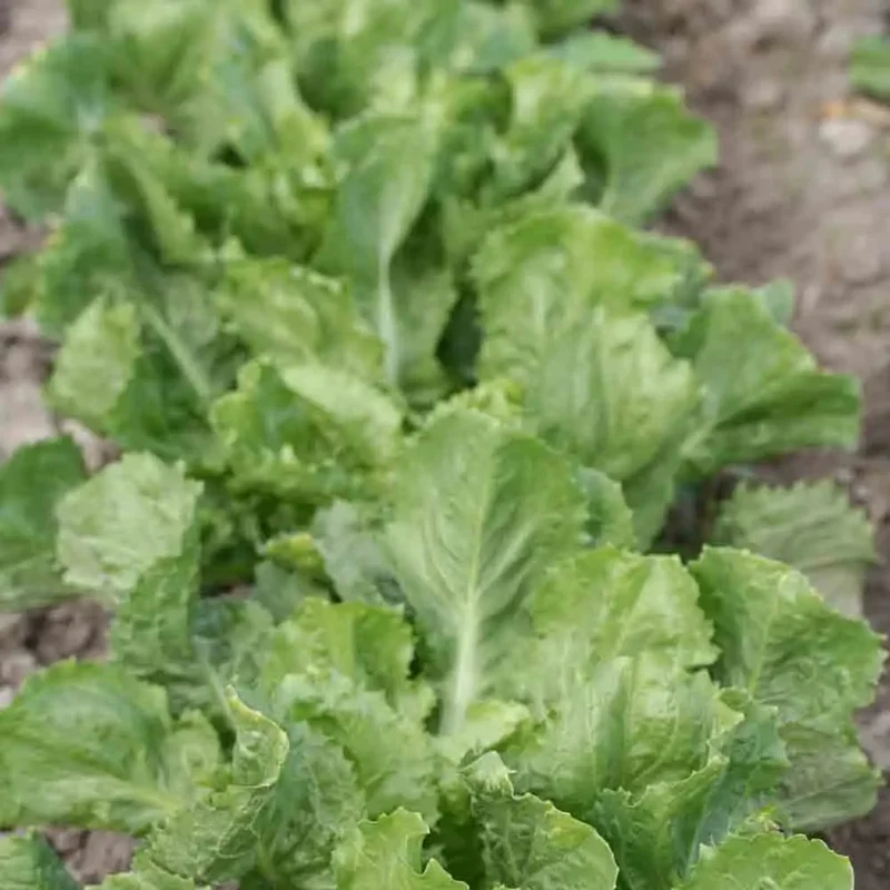 Chicoree Scarole Cornet De Bordeaux