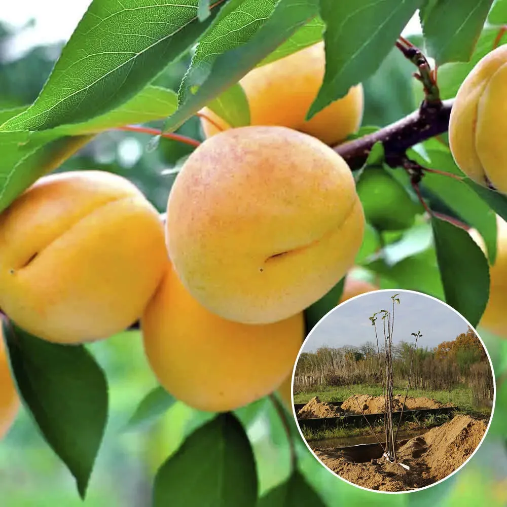 Abricotier Pêche De Nancy