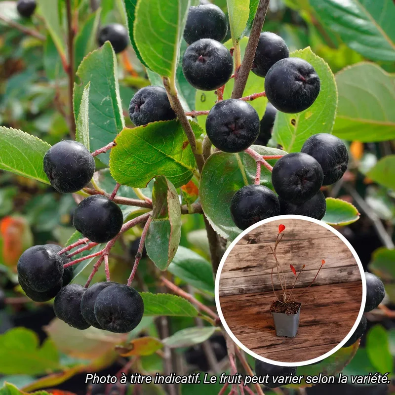 Aronia Vicking