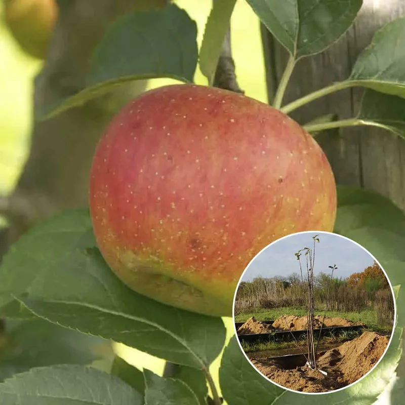 Pommier Benedictin