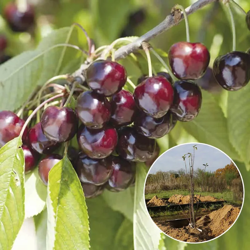 Cerisier Bigarreau Reverchon