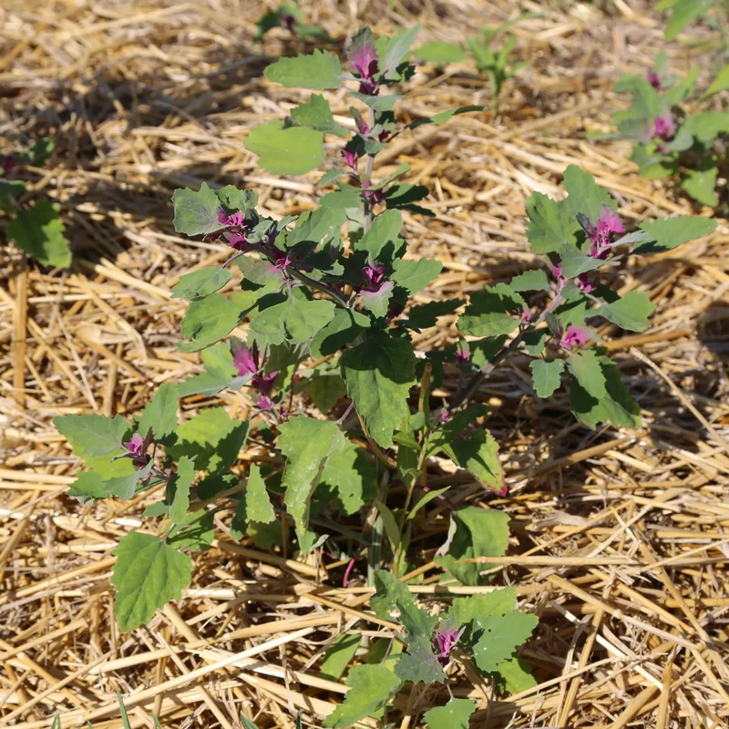 Chenopode Geant Ou Epinard En Arbre