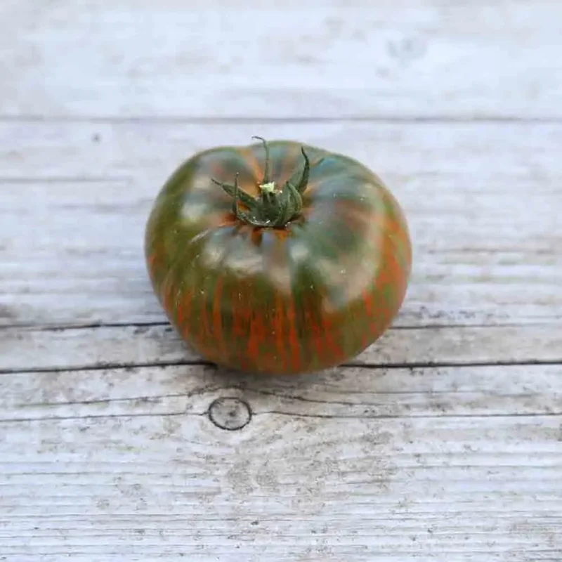 Tomate Chocolate Stripes
